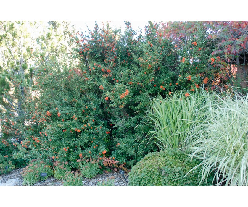 Pyracantha